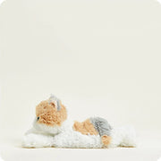 Calico Cat